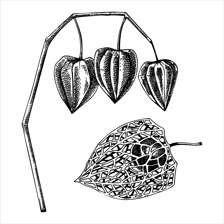 Decorative autumn plant sketch. Sketched physalis drawing. Hand drawn botanical element in vintage style. Sketched fall leaves illustrations. For Thanksgiving day design.